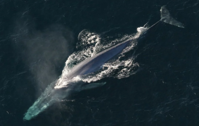 Store flokke af blåhvaler er vendt tilbage til Antarktis og det er gode nyheder for klimaet