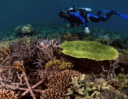 Koralrev kan reddes på kun 4 år viser nye lovende forsøg