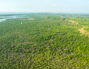 Mangroveskove der opsuger 4 gange så meget CO2 som andre træer viser tegn på fremgang globalt