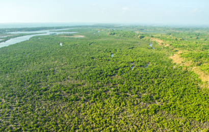 Mangroveskove der opsuger 4 gange så meget CO2 som andre træer viser tegn på fremgang globalt