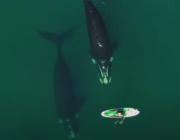 Fantastiske optagelser: Hval skubber blidt kvindelig paddle boarder med sin finne